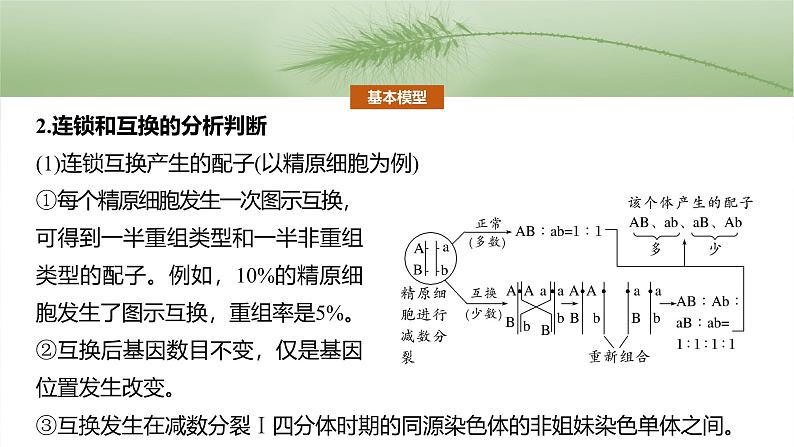 第五单元 专题突破7 探究不同对基因在常染色体上的位置第7页