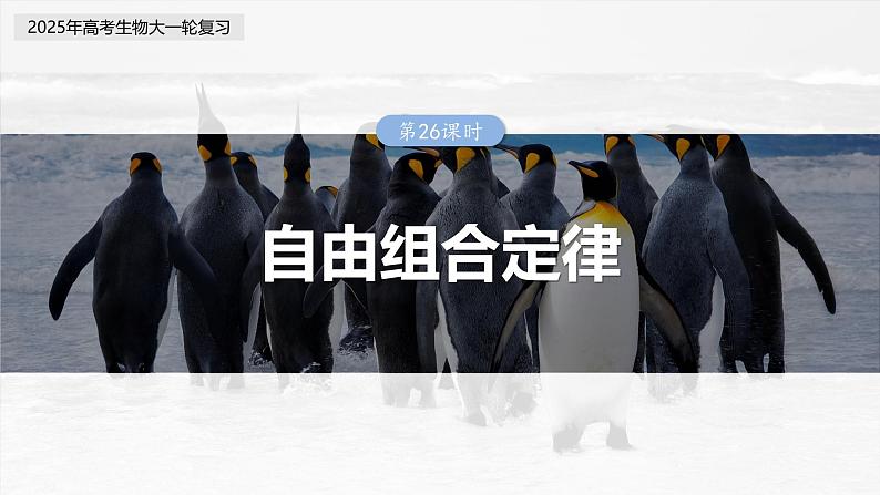 第五单元 第二十六课时 自由组合定律-2025年高考生物大一轮复习(课件+讲义+练习)03