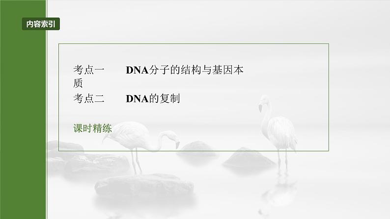 第六单元 第30课时 DNA的结构与复制第5页