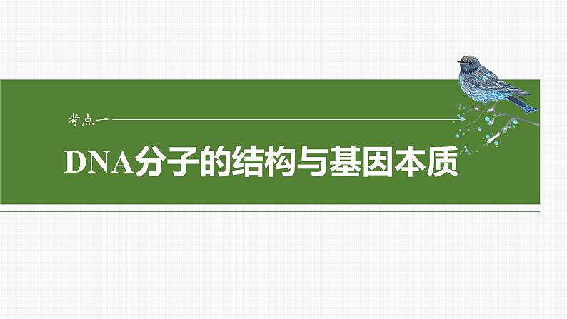 第六单元 第30课时 DNA的结构与复制第6页