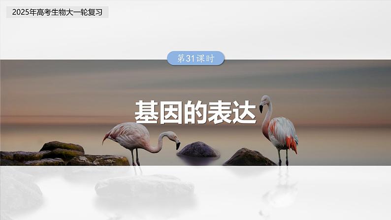 第六单元 第31课时 基因的表达-2025年高考生物大一轮复习(课件+讲义+练习)03