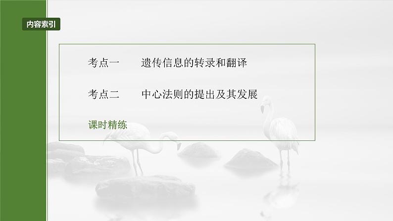 第六单元 第31课时 基因的表达-2025年高考生物大一轮复习(课件+讲义+练习)05