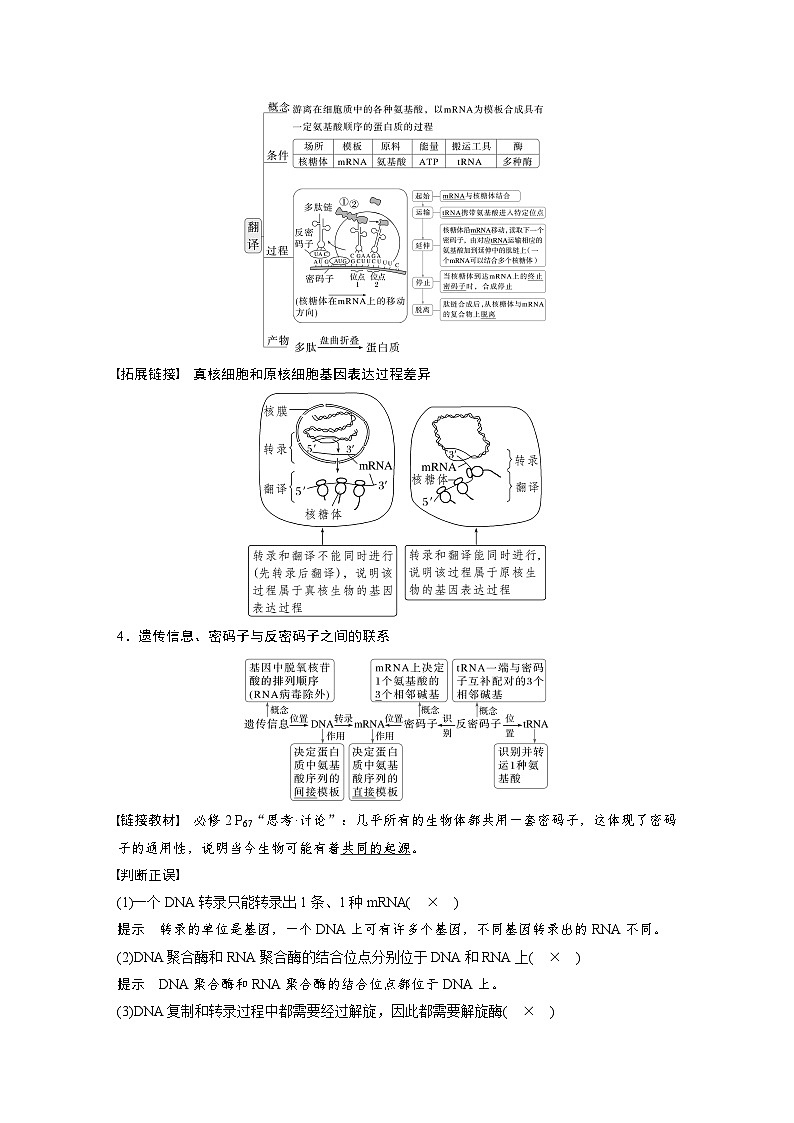 第六单元 第31课时 基因的表达-2025年高考生物大一轮复习(课件+讲义+练习)03