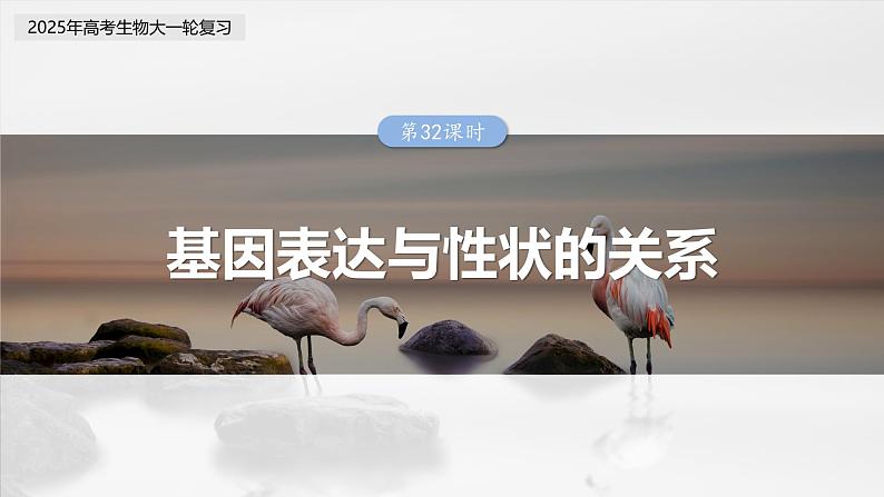 第六单元 第32课时 基因表达与性状的关系第3页