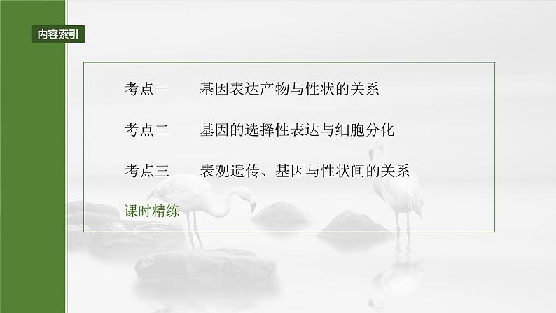 第六单元 第32课时 基因表达与性状的关系第5页