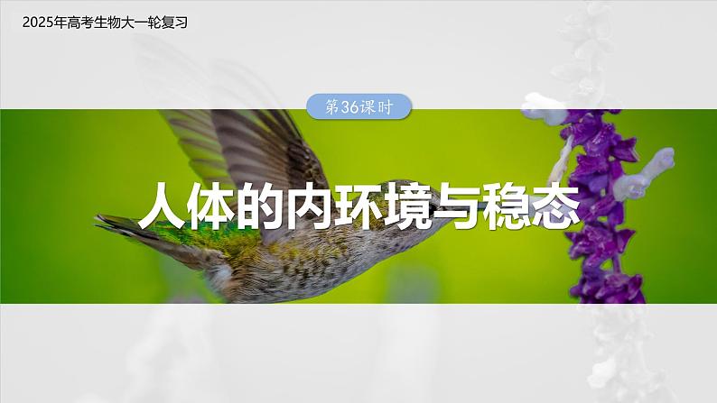 第八单元 第36课时 人体的内环境与稳态-2025年高考生物大一轮复习(课件+讲义+练习)03