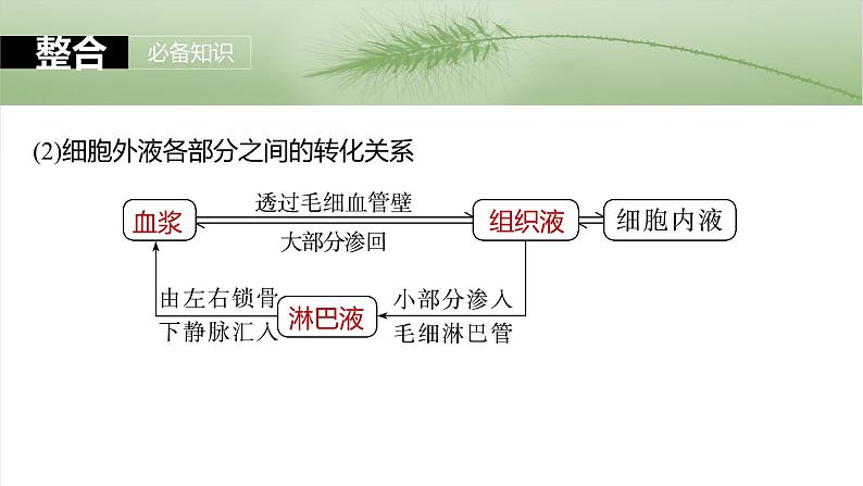 第八单元 第36课时 人体的内环境与稳态-2025年高考生物大一轮复习(课件+讲义+练习)08