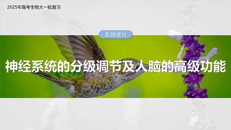 第八单元 第39课时 神经系统的分级调节及人脑的高级功能第3页