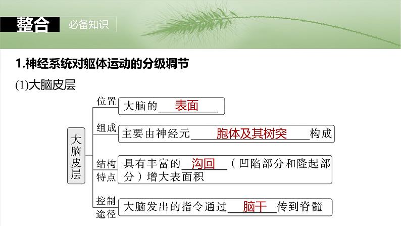 第八单元 第39课时 神经系统的分级调节及人脑的高级功能第7页
