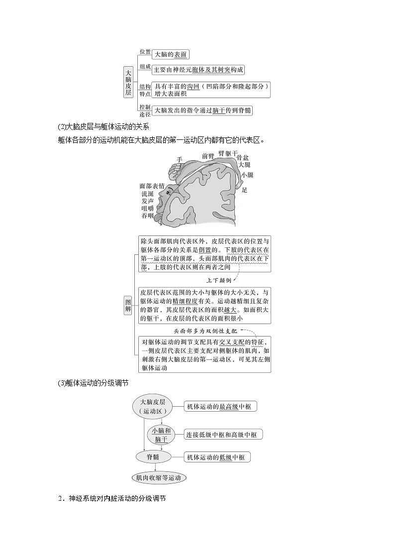 第八单元 第39课时 神经系统的分级调节及人脑的高级功能-2025年高考生物大一轮复习(课件+讲义+练习)教师版第2页