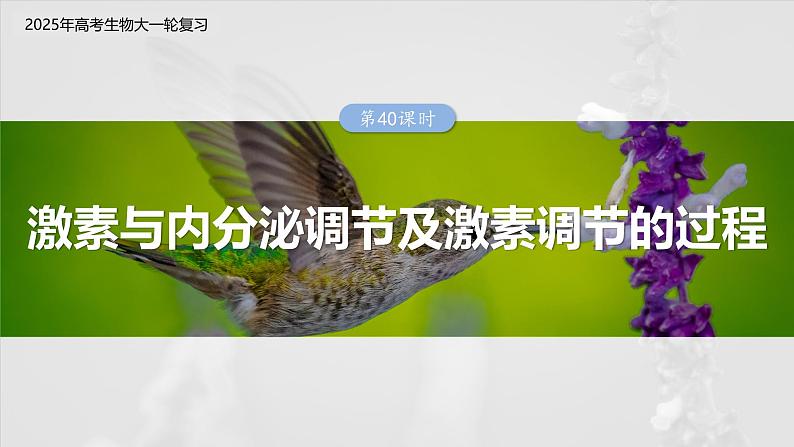 第八单元 第40课时 激素与内分泌调节及激素调节的过程-2025年高考生物大一轮复习(课件+讲义+练习)03
