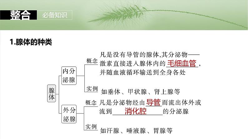 第八单元 第40课时 激素与内分泌调节及激素调节的过程-2025年高考生物大一轮复习(课件+讲义+练习)07
