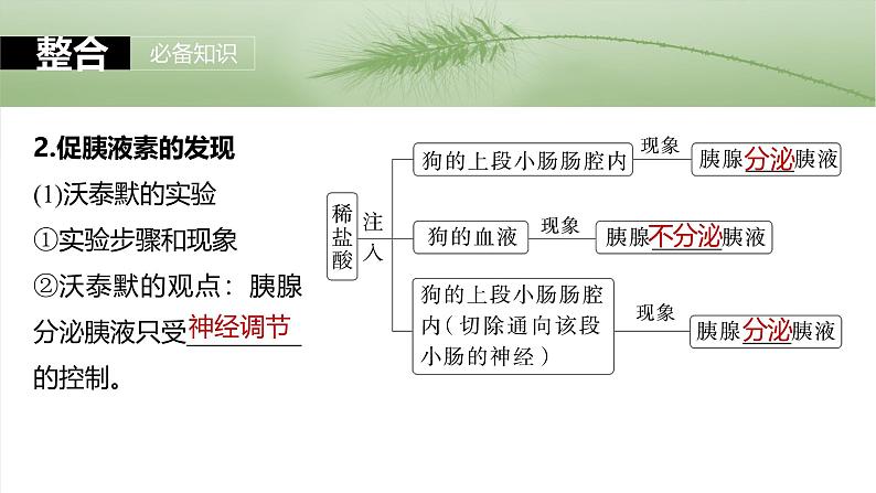 第八单元 第40课时 激素与内分泌调节及激素调节的过程-2025年高考生物大一轮复习(课件+讲义+练习)08