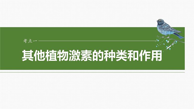 第八单元 第45课时 其他植物激素第6页
