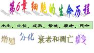 高中生物人教版 (新课标)必修1《分子与细胞》第1节 细胞的增殖一等奖课件ppt