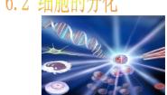 人教版 (新课标)必修1《分子与细胞》第2节 细胞的分化精品课件ppt