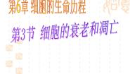 高中生物人教版 (新课标)必修1《分子与细胞》第3节 细胞的衰老和凋亡优秀ppt课件