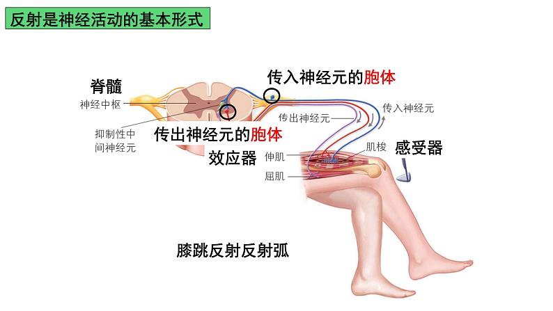 浙教版2019高二生物选择性必修1 2.3人体通过神经调节对刺激做出反应 课件第7页