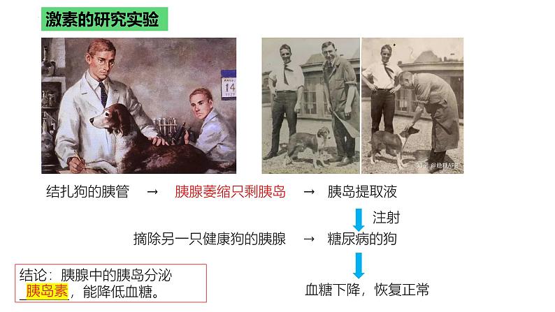 浙教版2019高二生物选择性必修1 3.3激素调节身体多种机能 课件第5页