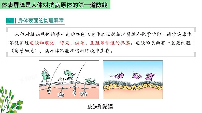 浙教版2019高二生物选择性必修1 4.2人体通过非特异性免疫对抗病原体 课件04