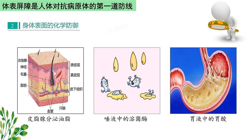 浙教版2019高二生物选择性必修1 4.2人体通过非特异性免疫对抗病原体 课件05