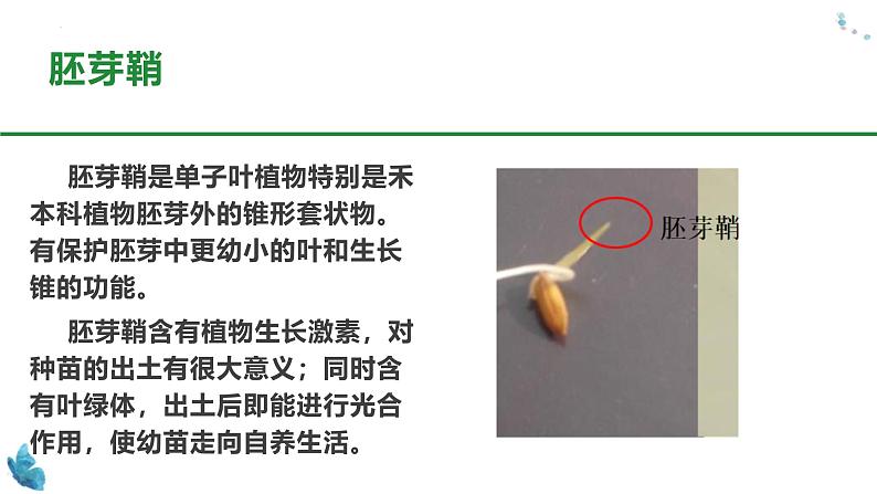 浙教版2019高二生物选择性必修1 5.1生长素的发现开启了人们对植物激素调节的探索 课件05
