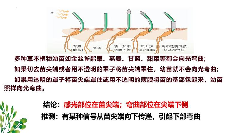 浙教版2019高二生物选择性必修1 5.1生长素的发现开启了人们对植物激素调节的探索 课件06