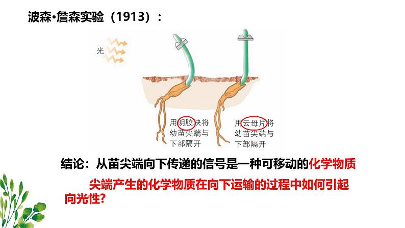 浙教版2019高二生物选择性必修1 5.1生长素的发现开启了人们对植物激素调节的探索 课件07