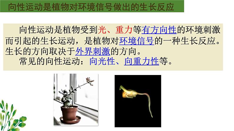 浙教版2019高二生物选择性必修1 5.3植物对多种环境信号做出反应) 课件03