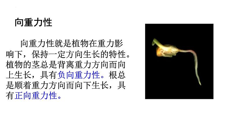 浙教版2019高二生物选择性必修1 5.3植物对多种环境信号做出反应) 课件05