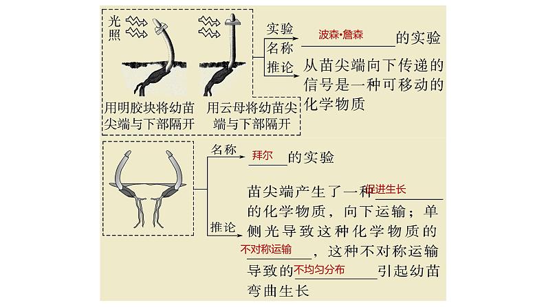 浙教版2019高二生物选择性必修1 第五章植物生命活动的调节 章末复习课件第5页