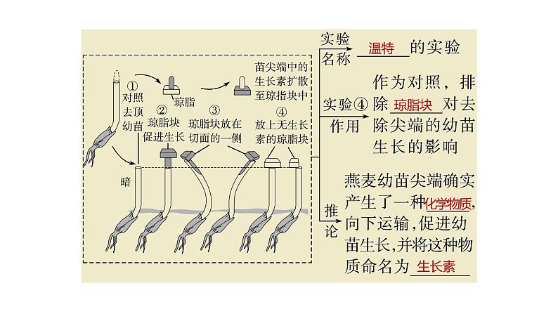 浙教版2019高二生物选择性必修1 第五章植物生命活动的调节 章末复习课件第6页