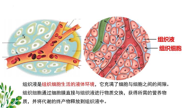 浙教版2019高二生物选择性必修1 1.1人体细胞生活在内环境中 课件第5页