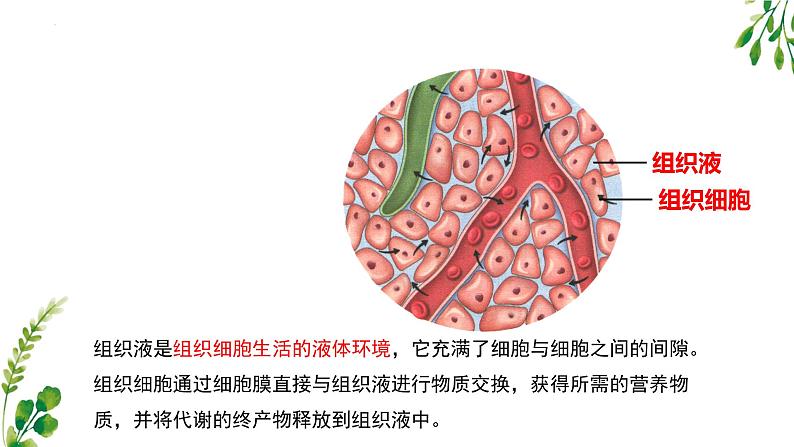 浙教版2019高二生物选择性必修1 1.1人体细胞生活在内环境中 课件第8页