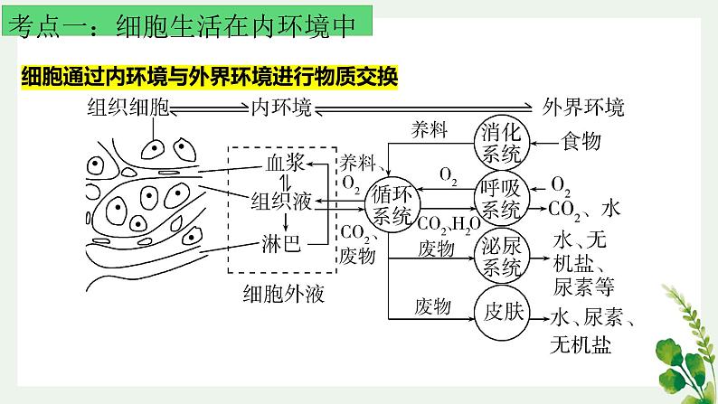 浙教版2019高二生物选择性必修1 第一章内环境与稳态 章末复习课件06