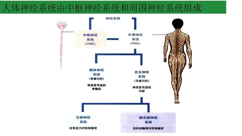 浙教版2019高二生物选择性必修1 2.1神经系统是神经调节的结构基础 课件05