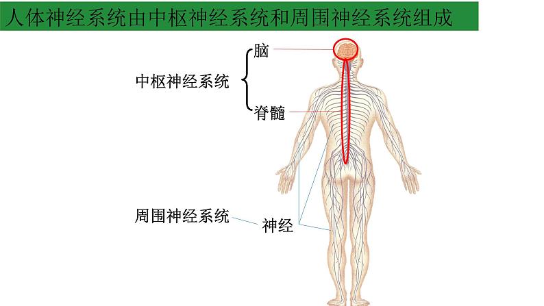 浙教版2019高二生物选择性必修1 2.1神经系统是神经调节的结构基础 课件07