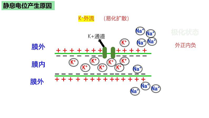 浙教版2019高二生物选择性必修1 2.2神经冲动的产生和传导 课件06