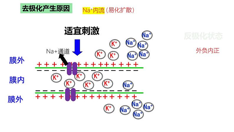 浙教版2019高二生物选择性必修1 2.2神经冲动的产生和传导 课件07