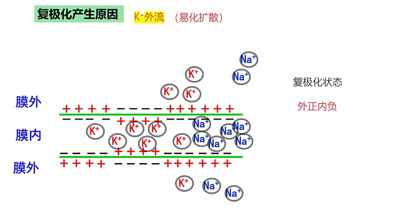 浙教版2019高二生物选择性必修1 2.2神经冲动的产生和传导 课件08