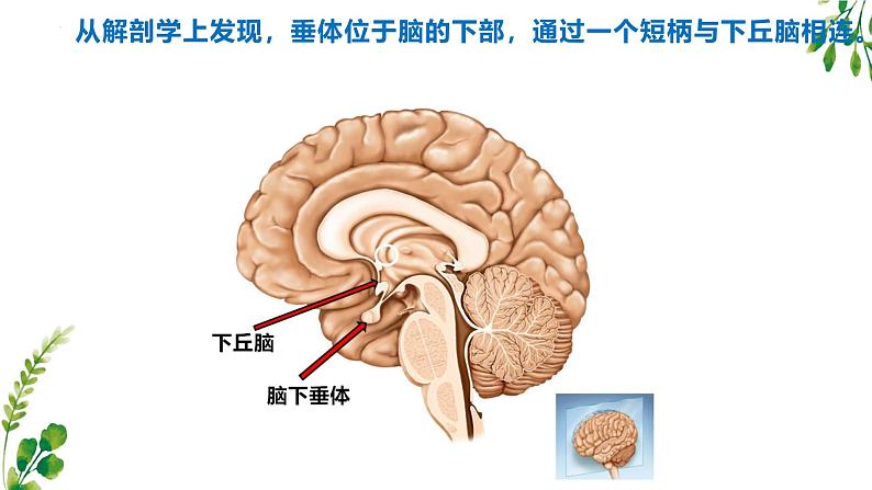 浙教版2019高二生物选择性必修1 3.2神经系统通过下丘脑控制内分泌系统 课件第4页