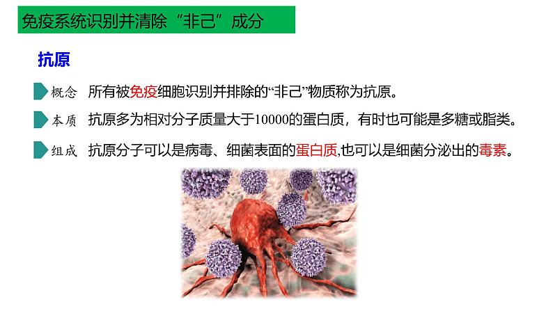 浙教版2019高二生物选择性必修1 4.1免疫系统识别“自己”和“非己” 课件第8页