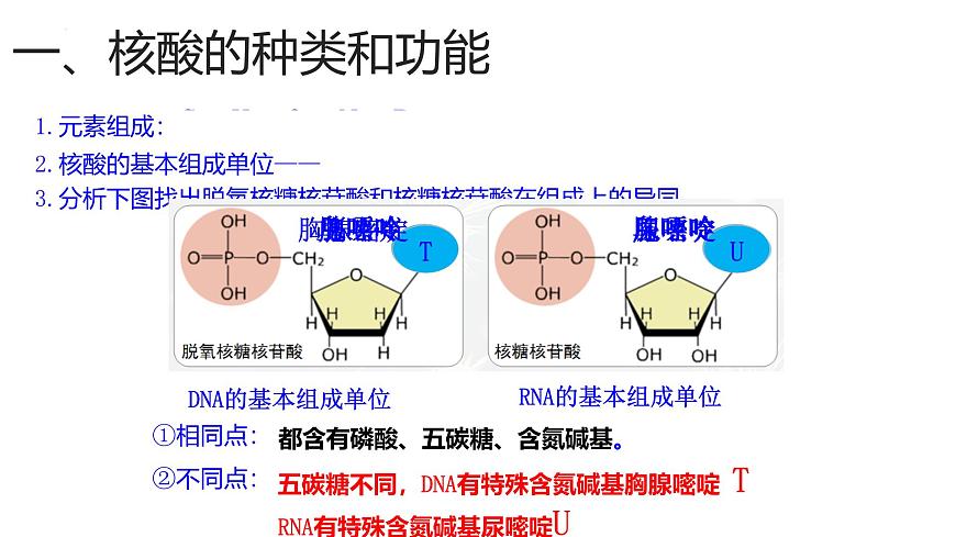 浙科版2019高一生物必修一 1.2生物大分子以碳鏈為骨架（第3課時核酸、三大有機物檢測） 課件第2頁