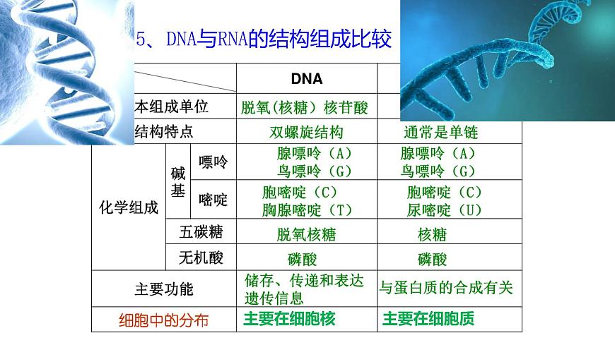 浙科版2019高一生物必修一 1.2生物大分子以碳鏈為骨架（第3課時核酸、三大有機物檢測） 課件第6頁