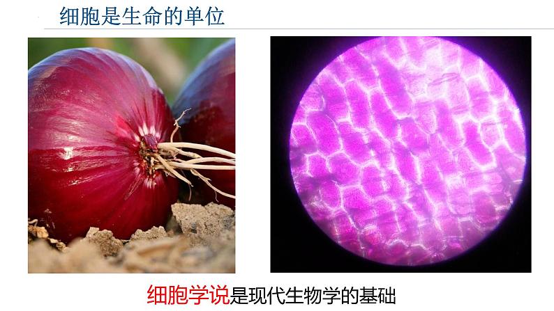 浙科版2019高一生物必修一 2.1细胞是生命的单位 课件02