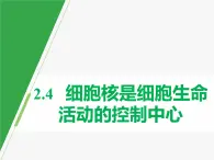 浙科版2019高一生物必修一 2.4细胞核是细胞生命活动的控制中心 课件