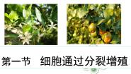 高中第四章 细胞的生命历程第一节 细胞通过分裂增殖完整版ppt课件