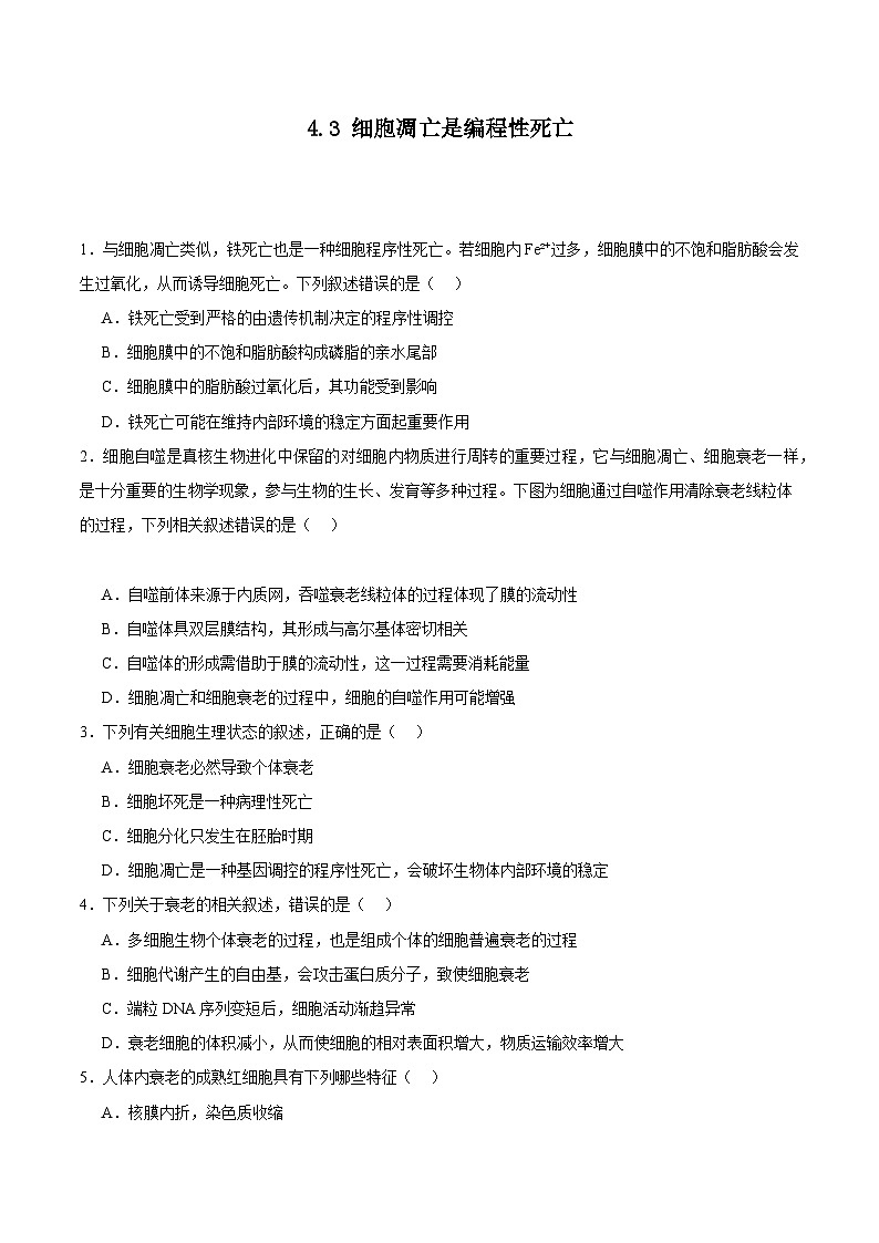 浙科版2019高一生物必修一 4.3细胞凋亡是编程性死亡 分层练习01