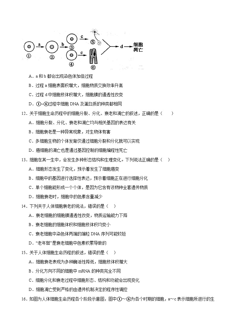 浙科版2019高一生物必修一 4.3细胞凋亡是编程性死亡 分层练习03
