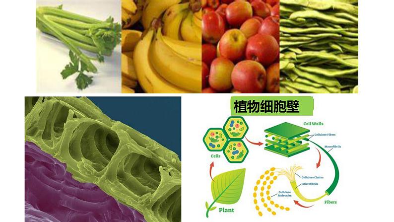 人教版新课标高中生物选修一 同步课件2.3分解纤维素的微生物的分离 课件第2页